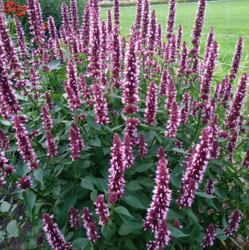 Agastače 'Beelicious Pink'